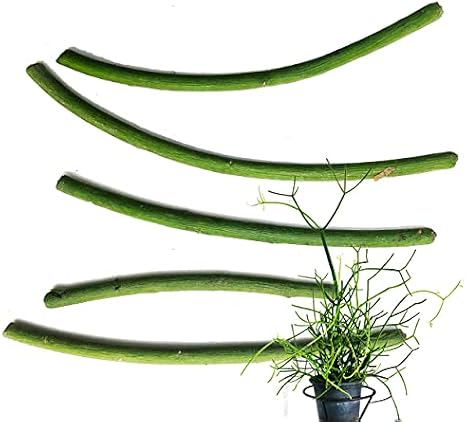 Organic Pencil Cactus Cuttings, (Euphorbia tirucalli) 5 Cuttings - Indian Tree Spurge, Naked Lady Cactus, Pencil Tree, Fire Stick Plant, Milk Bush Cuttings