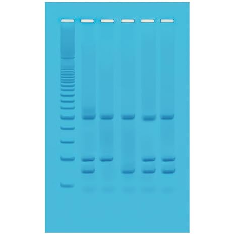 Identification of Genetically Modified Foods Using PCR for 10 Lab Groups