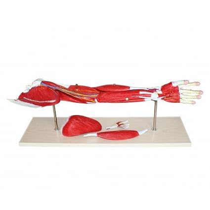 VAM435-N 7 Parts Life-Size Arm Musculature Model | Shows Superficial and Deep Muscles, Tendons, Blood Vessels, Nerves | Bone Components of The Arm and Shoulder are Shown | W Manual