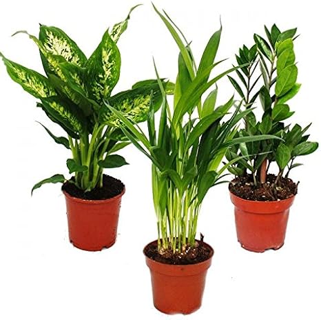 Indoor Plant Mix I Set of 3 Chrysalidorpus Zamioculcas 10-12 cm Pot