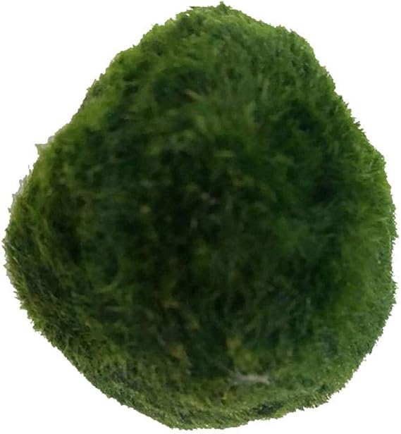 Java Moss Marimo Moss Ball, Moss Balls Moss Ball Moss Ball Aquarium Plants Moss Balls Decoration Shrimp Nano FOR Marimo Premium Quality Moss Balls Aquarium Ornament Decoration