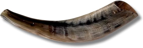 Original Kosher Full Polished Ram Shofar Horn From Israel - Easy Blowing Jewish Musical Instrument - Made in Israel by Spring Nahal (10" - 12")