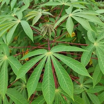 40pieces Green Cassava Plant Seeds