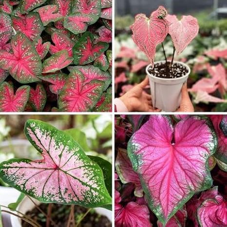 100pcs Mixed Caladium Plant Seeds