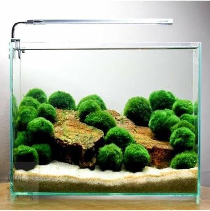 İthal Bitki Marimo Moss Ball 2-3cm Yosun Topu Canlı Bitki Kopy1-951512