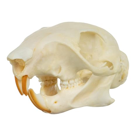 Skulls Unlimited Real Tree Squirrel Skull Model Animals Specimen for Science Education B Quality