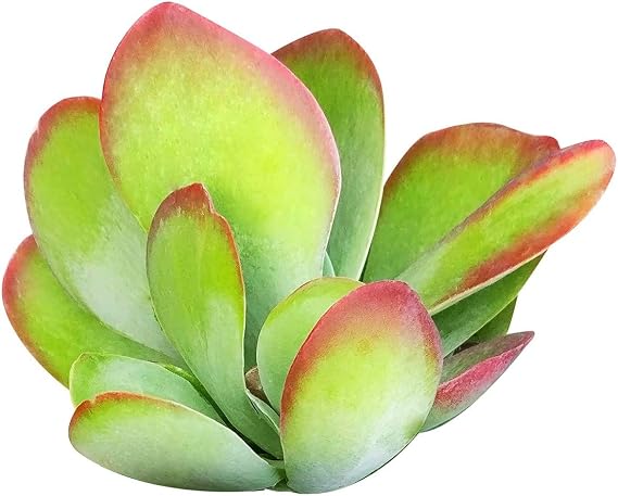Kalanchoe Flapjacks Paddle Plant Hearts Valentine Plant Succulent (2'' + Clay Pot)