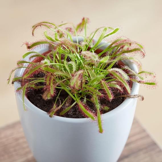 Drosera capensis Cape Sundew – Hardy Carnivorous Perennial Houseplant, Easy to Grow, Insect-Catching Indoor Plant, 9cm Pot x2, By Thompson & Morgan