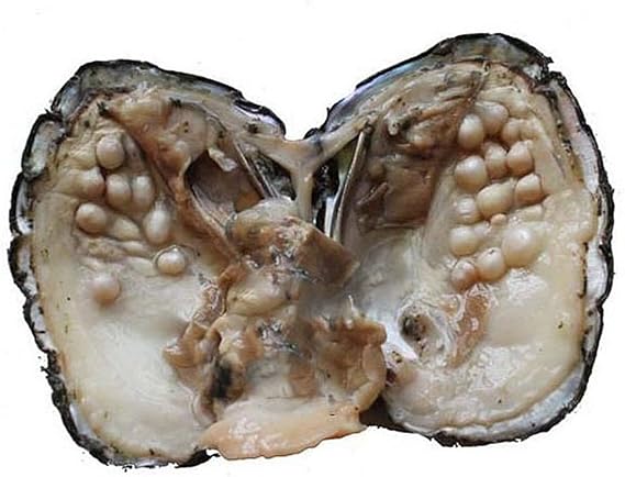 Cultured Freshwater Pearl Oysters with Pearls Inside - Big Oyster Pearls for Women's Anniversary Decoration (5-7mm) (1 PC)