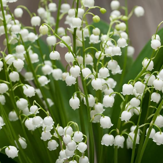 15 Lily of The Valley Roots, Perennial White Lily Bulbs | Bare Root, Partial Shade, Full Shade, Moist Well-Drained Soil, Zones 3-8, Fragrant Spring Blooms, Ground Cover