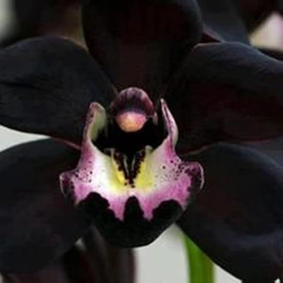 Gorgeous Cymbidium Bulbs Mix UK,Hardy,Flowering Rhizome,Excellent Display,Good for Containers,Iridescent,Perennial,Balcony Garden Bulbs.-3bulbs-K