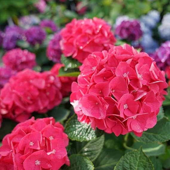 Wee Bit Giddy Bigleaf Hydrangea - 4" Pot - Proven Winners
