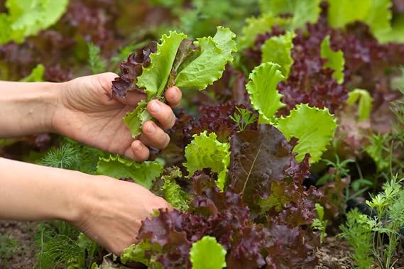 Seeds Lettuce Baby Vitamin Mix Heirloom Vegetable Non GMO for Planting