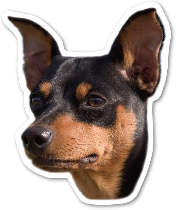 Magnet America Miniature Pinscher Dog Magnet is 4.875" x 4" Made for Vehicles and Refrigerators