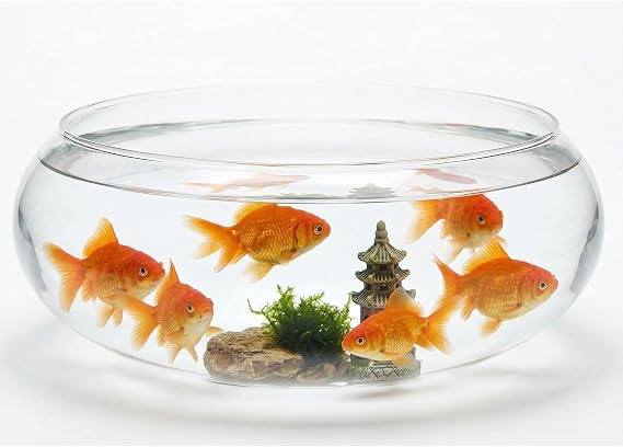 Large Glass Fish Bowl 9.84 Inch Transparent Desktop Aquarium for Goldfish, Hydroponic Plant Pot, Shallow Fish Tank for Home Decor