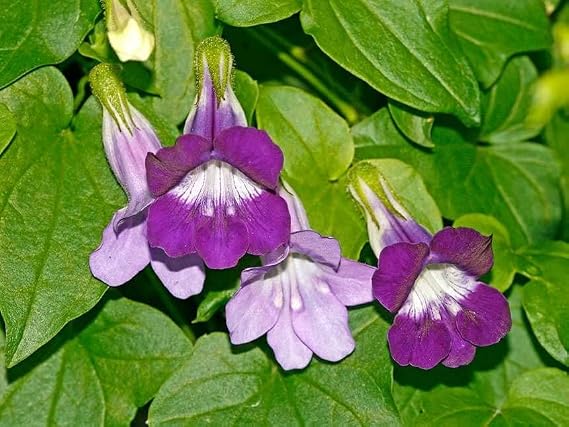 Seeds Trailing Snapdragon Asarina Joan Lorraine Chickabiddy Angels Trumpet Mexican Viper Perennial Flowers
