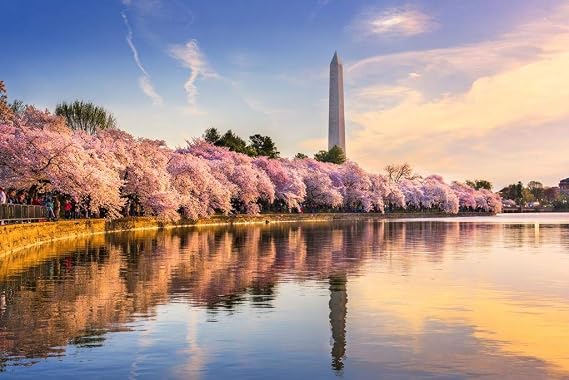 Cherry Blossoms Washington DC Monument Mall Spring Photo Cool Wall Art Print Poster 36x24