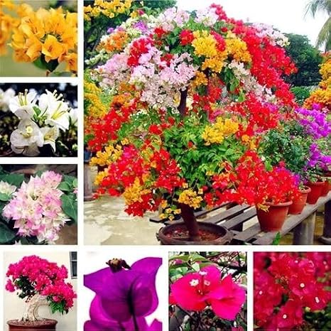 100pcs Mixed Bougainvillea Flower Seeds