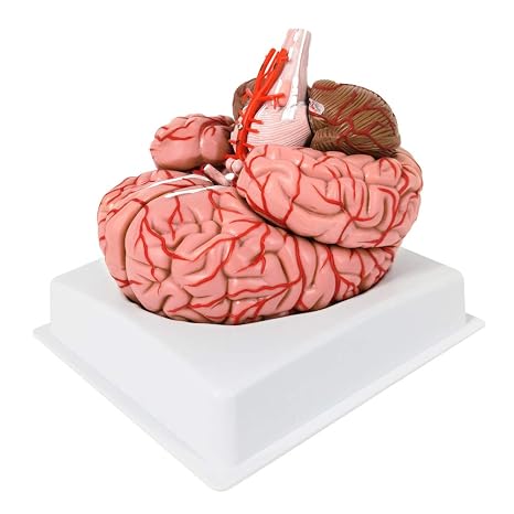 Human Brain Anatomy Model w/Arteries, 9 Parts Life Size Manual Included