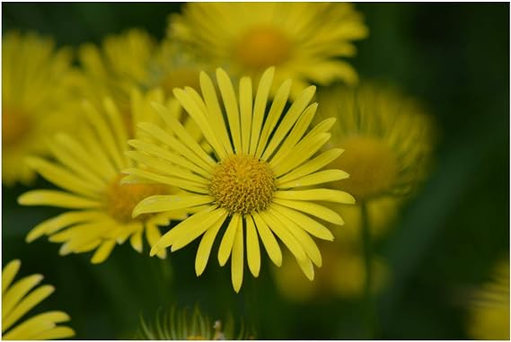 PREMIER SEEDS DIRECT - Corn Marigold - 2GM Approx 2300 Seeds - GLEBIONIS SEGETUM - Wild Flower