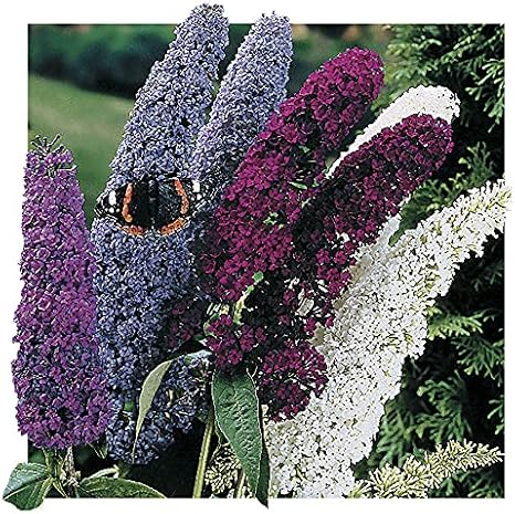Park Seed Butterfly Bush Seed Mix