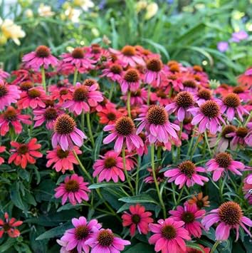 Votaniki Echinacea SummersongTM FirefinchTM Hardy Perennial Coneflower, 3-Inch Pot Plant Ready for Planting | Fragrant & Long Blooming Summer Flowers, Easy to Grow (1 Pack)
