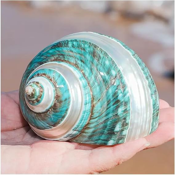 shells， Hermit Crab Shells Large Medium Turbo Seashell Natural Sea Conch(9~10cm)