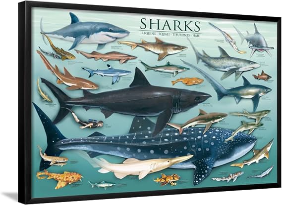 AllPosters Wall Poster Sharks on Black Frame, 36x24