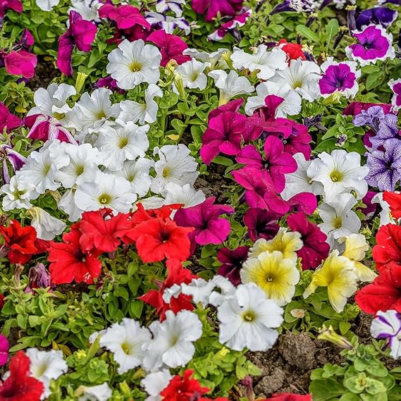 Petunia Nana Compacta Mixed Seeds – Dwarf & Bushy Variety – Create Stunning Displays – Half Hardy Annual – for Your Beautiful Garden