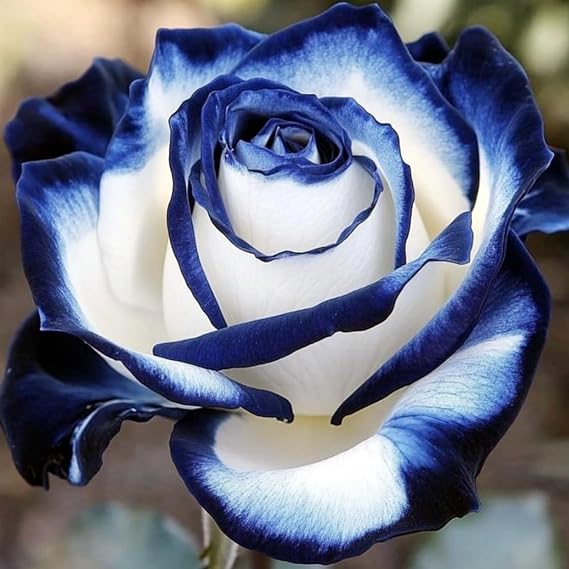 Excellent Rose Rhizome, Hardy Perennial, Garden Decoration, No Watering Required, Professional Planting, Suitable for Spring and Autumn-1 Rhizome-F