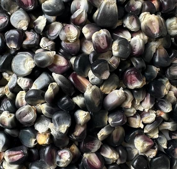 Azul Blue Bolita Flour Corn Masa Tortilla Maize 20 Seeds for Planting Packet