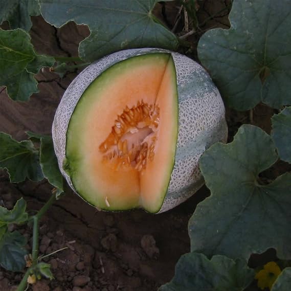 Mountain Valley Seed Co Cantaloupe Melon Garden Seeds Planters Jumbo 3 g
