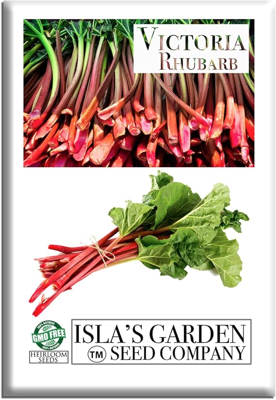 Victoria Rhubarb Seeds (Rheum cultorum, Classic Garden Rhubarb) 50+ Non GMO & Heirloom Seeds, by Islas Garden Seeds, Cold Hardy Perennial for Edible Gardens, Ideal for Pie, Jam & Cooking