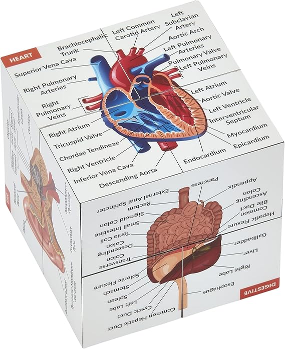 Human Anatomy Study Cube | Study 9 Parts of The Human Body | Perfect Anatomy Revision Guide | Addictive Anatomy Model Cube | Great Gift for Nurse, Dentist, Medical Students