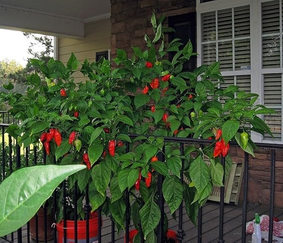 25 Red Bhut Jolokia Seeds Ghost Pepper Naga Jolokia HOT Chilli900k-1.1m+ Shus