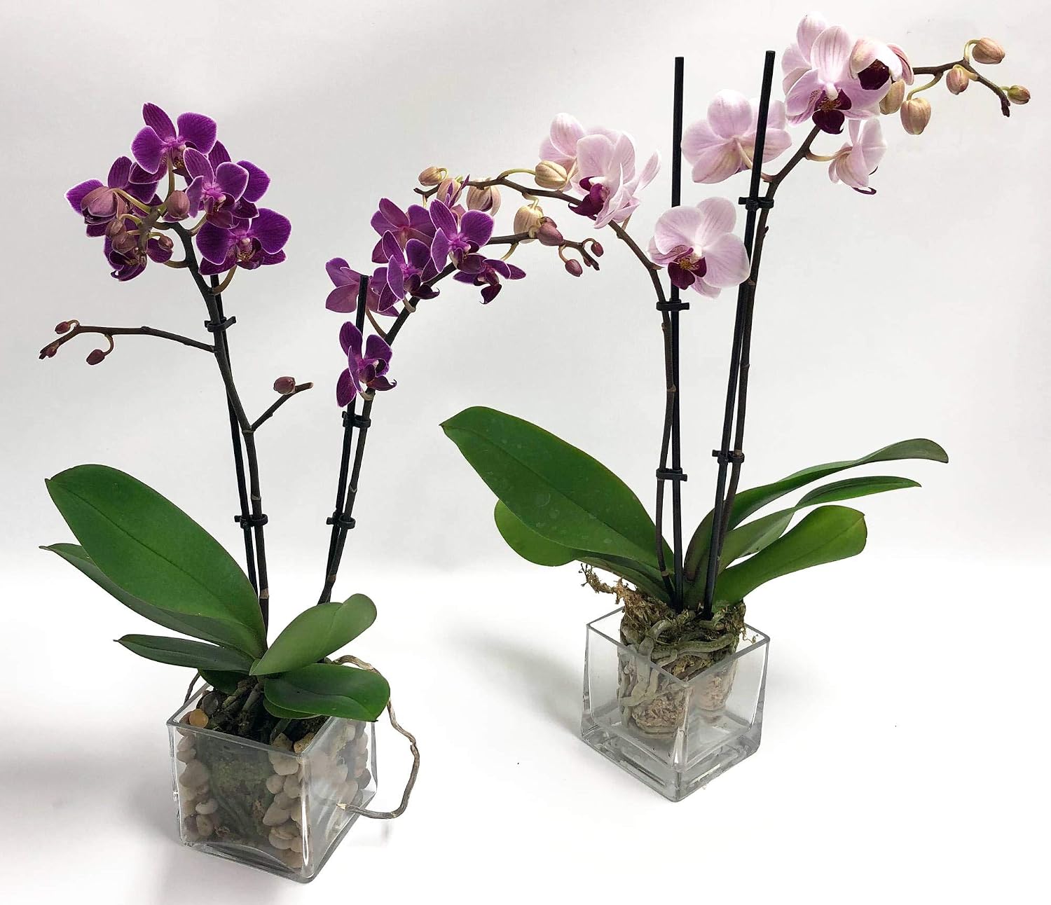 Athenas Garden PA-OPP3P-OPP3LP-SQ4 Plant Phalaenopsis, 3 Pot, Purple Orchid Blooms, Light Pink Orchid Blooms