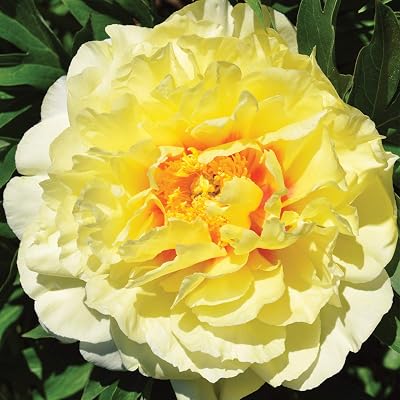 Burpee Bartzella Itoh Perennial Peony - 1 Bare Root 3-5 Eye Plant