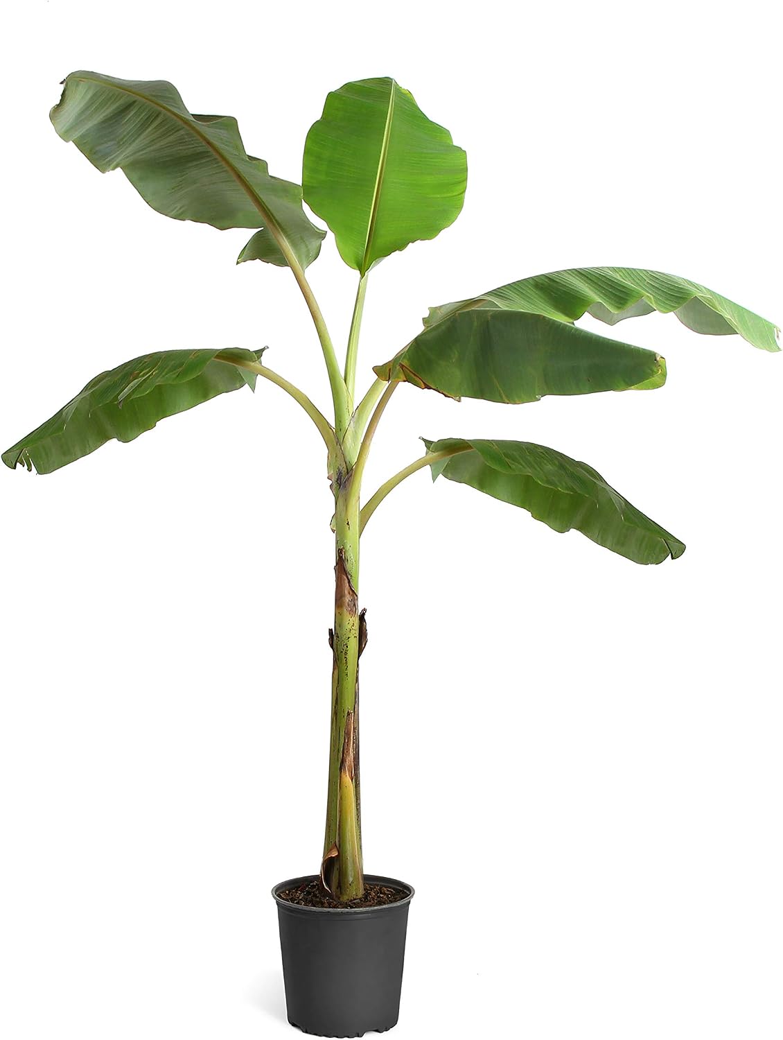 Brighter Blooms - Ice Cream Banana Tree, 3 Gallon Pot - Perfect Fruit for a Sweet Tooth - Cannot Ship to CA, FL, TX, LA, and AZ