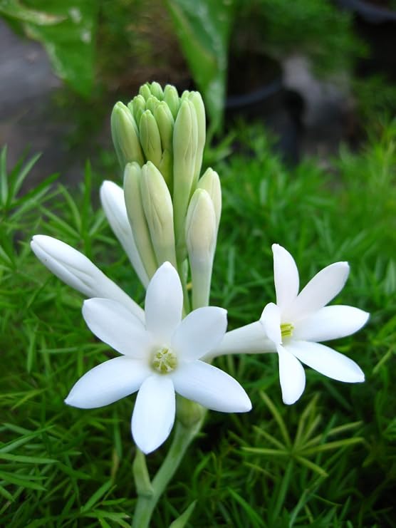 6 Tuberosa Polianthus-- 2 Bags of 3 Bareroot! Lovely Waxy White Blossoms with a Sweet, Heady Fragrance!! One of the Most Strongly Perfumed of All the Flowers!