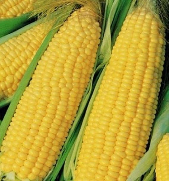 Truckers Favorite Yellow Corn Seeds, 1 Pound Pack, Heirloom, Non GMO, Field Corn