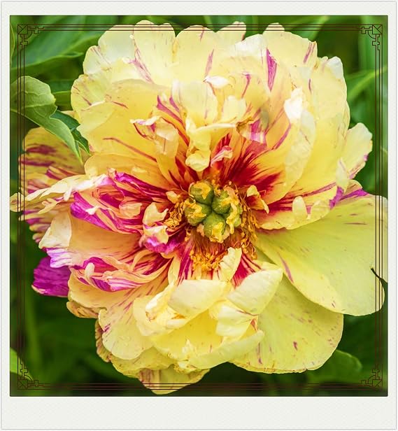 Peony Bulbs-Peony Bulbs for Planting Now UK,Wedding Flowers,Plant Bulbs,Hardy Perennial,Garden Flowers-1bulbs-c