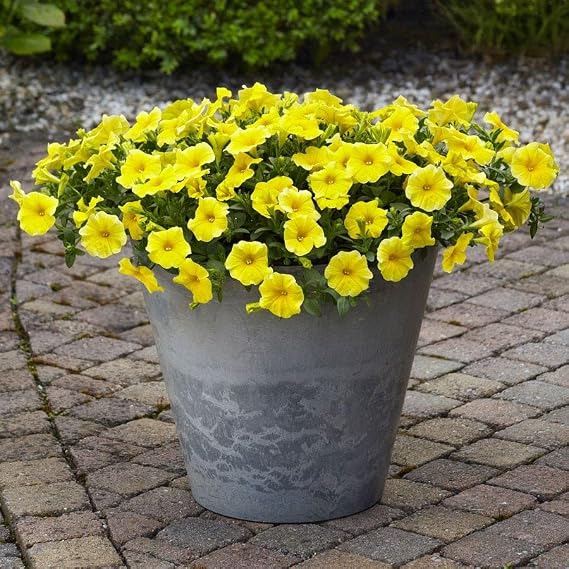 Park Seed Caliburst Yellow Petchoa Seeds First Petchoa from Seed, Large Vibrant Ruffled Yellow Blooms, Long-Lasting Hybrid for Hanging Baskets, Containers, and Borders, Pack of 10