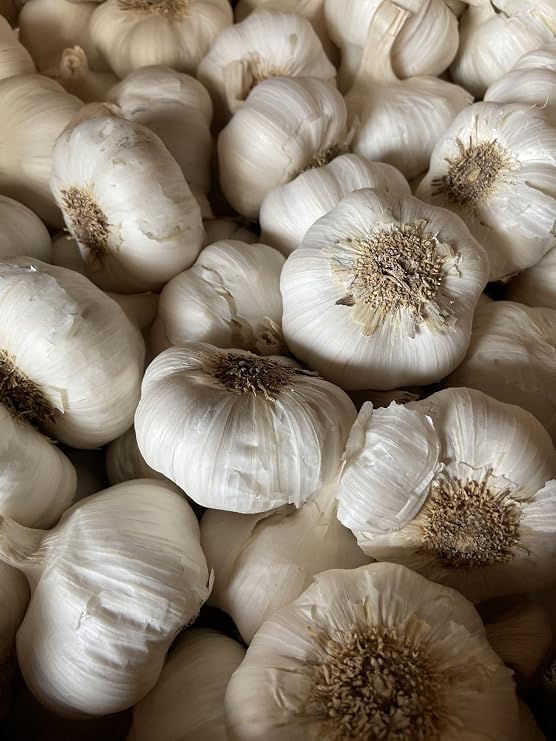Garlic Seed Bulbs, Large Cloves, Cold Hardy, Bold Flavor (5)