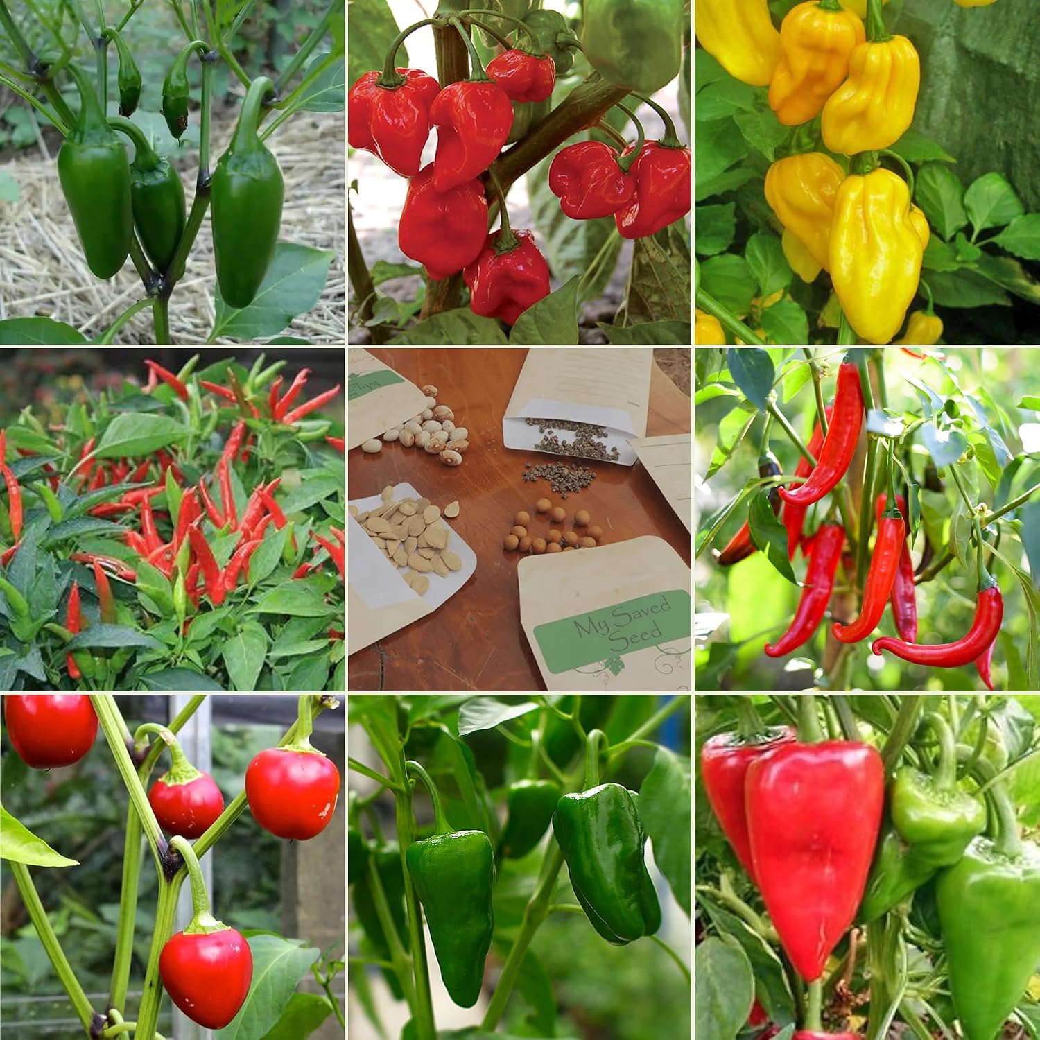 Spicy Chili Pepper Seeds Multi-Pack - 8 Different Varieties Heirloom Chillies & Peppers Seed Kit