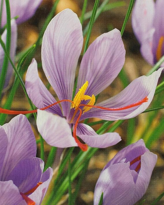 100 Real Saffron Crocus Sativus Flower Bulbs Flower Trade Ullrich