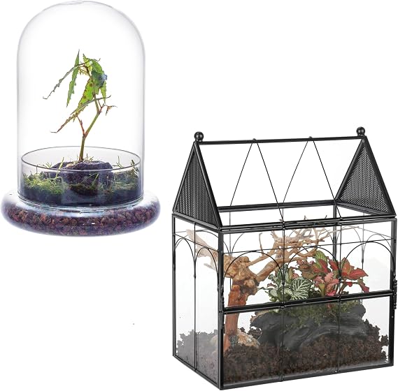 NCYP Glass Terrarium Bundle - Docorative Clear Glass Dome with Airhole Cloche Bell with Glass Base, and House Shaped Glass Enclosure with Vent Holes for Insect