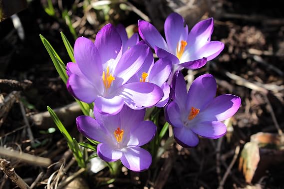 1000 Botanical Crocus Ruby Giant Bulbs Crocus Tommassianus