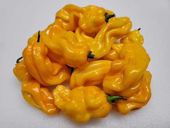 Madame Jeanette Pepper 10+ Seeds