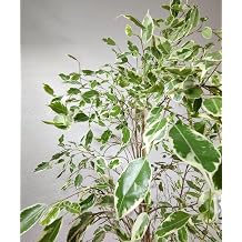 Ficus Benjamina Starlight 80-100 cm