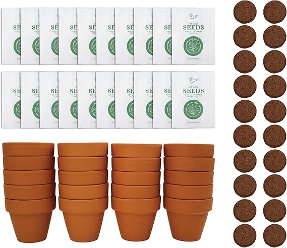 Buzzy Seeds Spruce Tree Grow Kit, 20-Pack Bulk Terracotta Pots, Bonsai